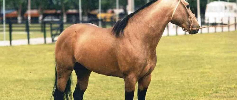 A Tradição do Cavalo Baio: Herança do Exército desde 1889